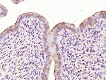C-fos Rabbit Polyclonal Antibody