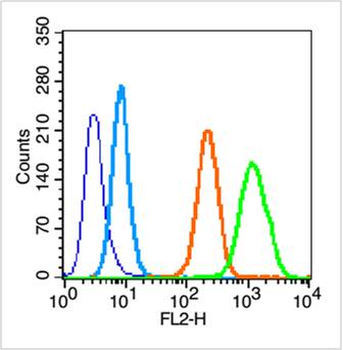 Caspase-8 subunit p18 Rabbit Polyclonal Antibody