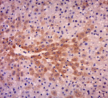 Caspase-8 subunit p18 Rabbit Polyclonal Antibody