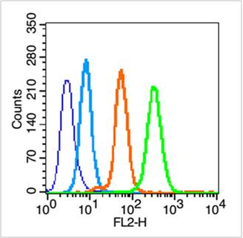 Tubulin, Alpha 4a Rabbit Polyclonal Antibody