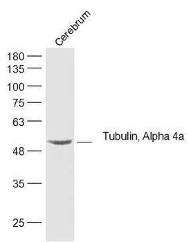 Tubulin, Alpha 4a antibody