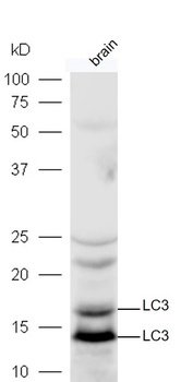 LC3 antibody