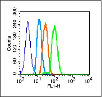 EGFRvIII Rabbit Polyclonal Antibody