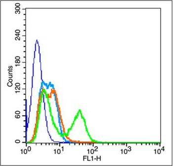 E cadherin Rabbit Polyclonal Antibody