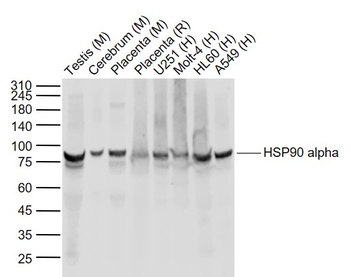 HSP90 Alpha antibody