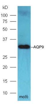 AQP9 antibody