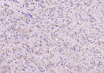 Notch1 Rabbit Polyclonal Antibody