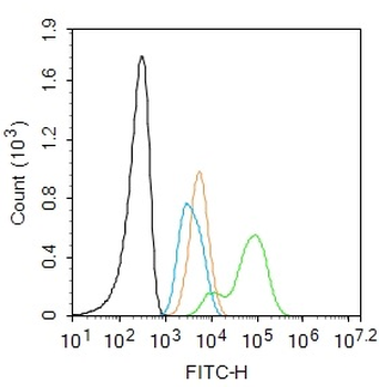 SOX2 Rabbit Polyclonal Antibody