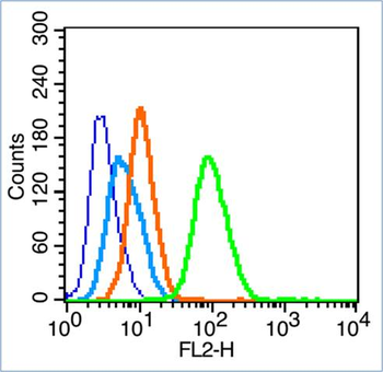 CK5+CK6 Rabbit Polyclonal Antibody