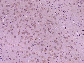 Beclin 1 Rabbit Polyclonal Antibody