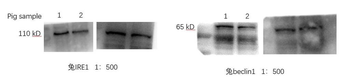 Beclin 1 Rabbit Polyclonal Antibody