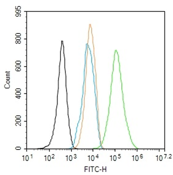 Beta-Actin Rabbit Polyclonal Antibody (Loading Control)