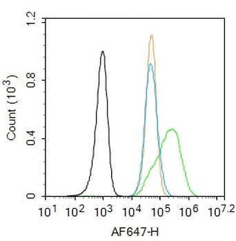 SMAD7 Rabbit Polyclonal Antibody