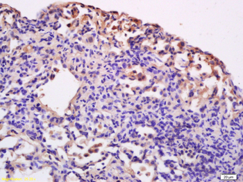 CD86 Rabbit Polyclonal Antibody