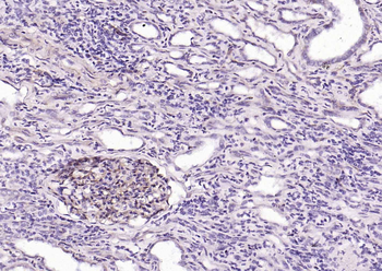 CD34 Rabbit Polyclonal Antibody