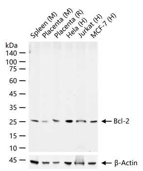 Bcl-2 Rabbit Polyclonal Antibody