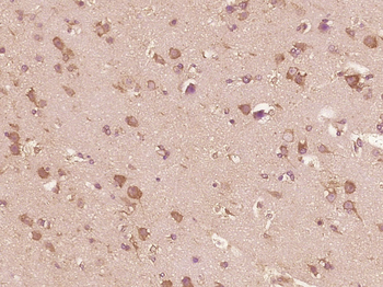 IL13 Rabbit Polyclonal Antibody