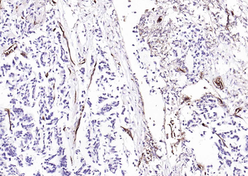 CD31 Mouse Monoclonal Antibody