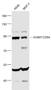 ICAM1 antibody
