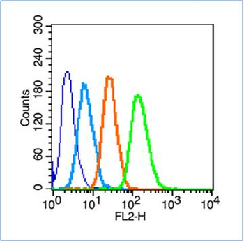 MRC1 Rabbit Polyclonal Antibody