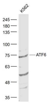 ATF6 Rabbit Polyclonal Antibody