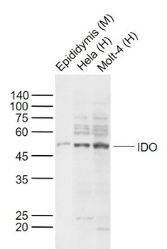 IDO1 Rabbit Polyclonal Antibody
