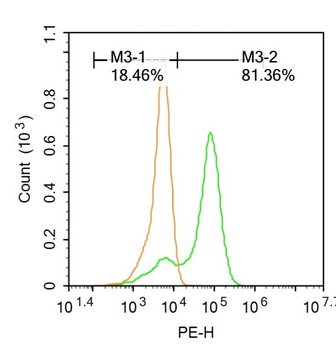 PIM1 Rabbit Polyclonal Antibody