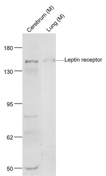 Leptin Receptor antibody