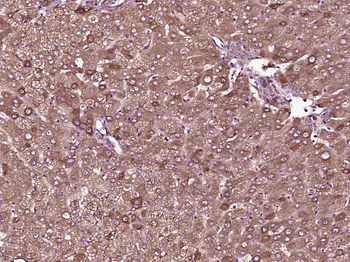 TTR/Prealbumin Mouse Monoclonal Antibody
