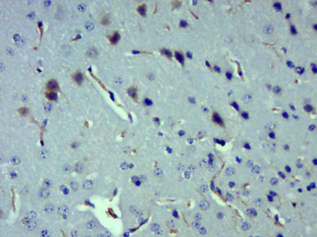 Angiotensinogen Rabbit Polyclonal Antibody