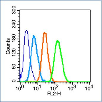 INos/Nos-2 Rabbit Polyclonal Antibody
