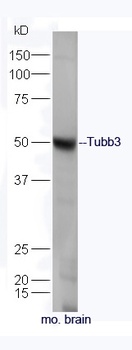 Tubulin beta 3 antibody