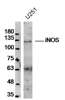 iNOS antibody