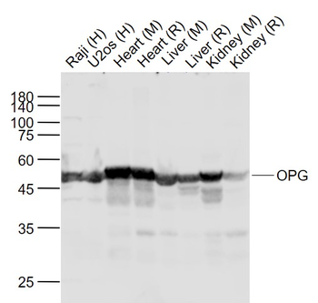 OPG Rabbit Polyclonal Antibody