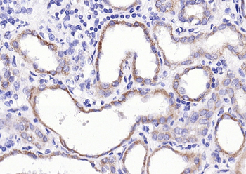 Aquaporin 4 Rabbit Polyclonal Antibody