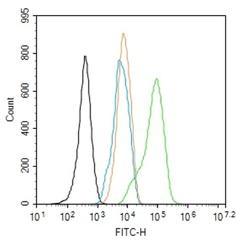 Phospho-beta Actin (Tyr53) Rabbit Polyclonal Antibody