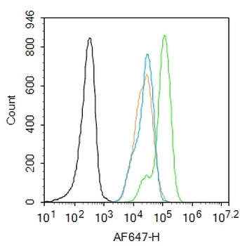 Phospho-IRS1 (Ser323) Rabbit Polyclonal Antibody