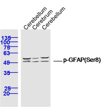 GFAP (phospho-Ser8) antibody