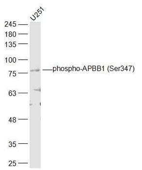 Phospho-APBB1 (Ser347) Rabbit Polyclonal Antibody