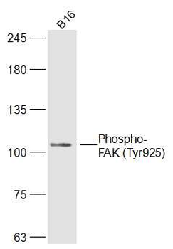 Phospho-FAK (Tyr925) Rabbit Polyclonal Antibody