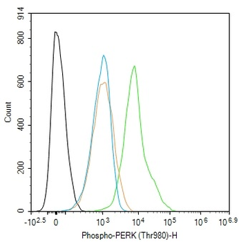 Phospho-PERK (Thr980) Rabbit Polyclonal Antibody