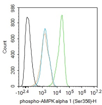 Phospho-AMPK alpha 1 (Ser356) Rabbit Polyclonal Antibody