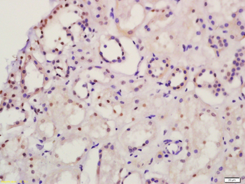 DP1 Rabbit Polyclonal Antibody
