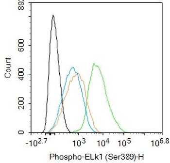 ELk1 (phospho-Ser389) antibody