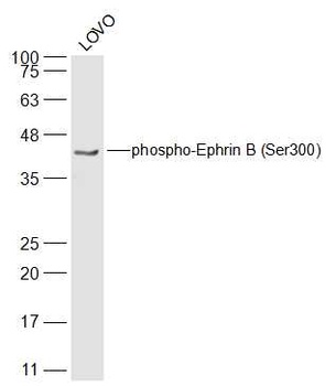 Ephrin B (phospho-Ser300) antibody