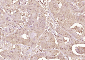 Phospho-MEK1 (Ser385) Rabbit Polyclonal Antibody