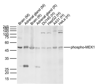 Phospho-MEK1 (Thr386) Rabbit Polyclonal Antibody