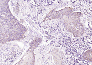 MAPK4 Rabbit Polyclonal Antibody