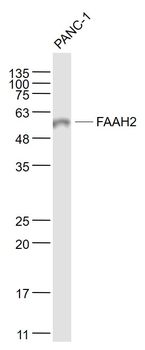 FAAH2 Rabbit Polyclonal Antibody