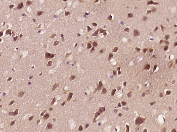 Phospho-APBB1 (Ser175) Rabbit Polyclonal Antibody